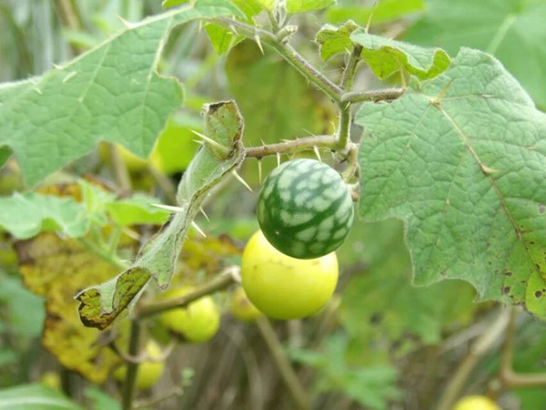 农村常见野草名称及作用,农村常见的野草及功效