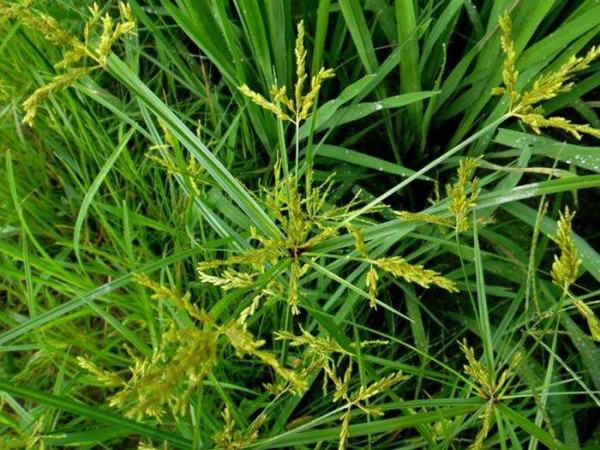 农村常见野草名称及作用,农村常见的野草及功效