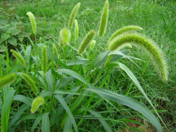 农村常见野草名称及作用,农村常见的野草及功效