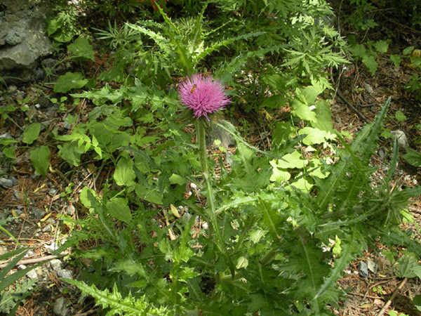农村常见野草名称及作用,农村常见的野草及功效