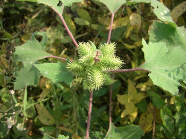 农村常见野草名称及作用,农村常见的野草及功效