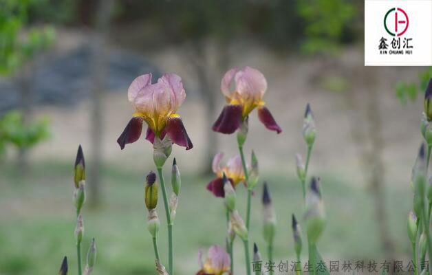 世界各国国花图片及名称集锦,盘点各国的国花你绝对不知道