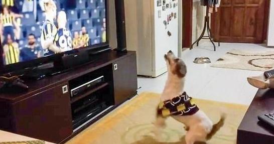 手舞足蹈萌力十足，土耳其宠物狗看球赛的夸张表现让人忍俊不禁