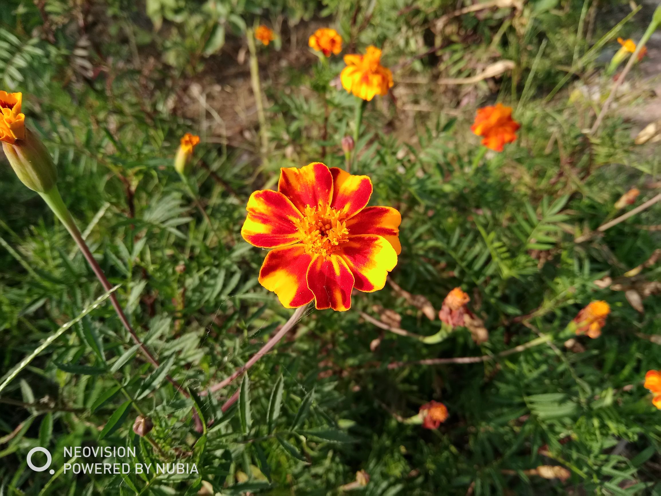 努比亚z17畅享版配置参数,努比亚z17无边框摄影机评测