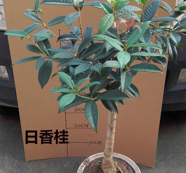 农村门前种了这六种旺财树,院子里种什么树风水好又辟邪