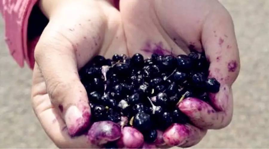 对于黑枸杞你真的了解吗,关于黑枸杞的8大误区