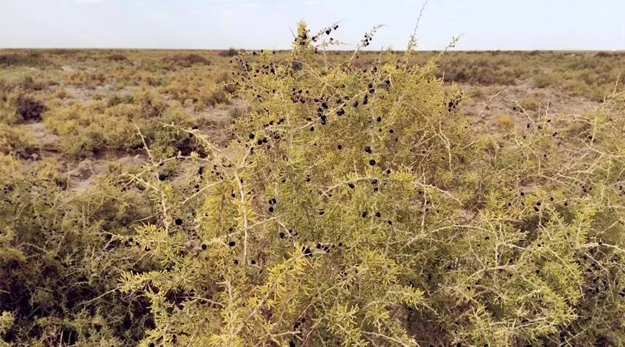 对于黑枸杞你真的了解吗,关于黑枸杞的8大误区