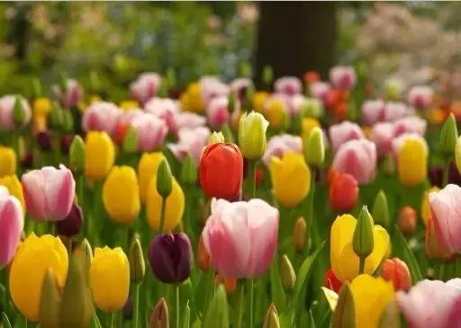 全世界各国的国花有哪些,世界各国国花有哪些