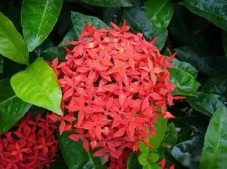 全世界各国的国花有哪些,世界各国国花有哪些