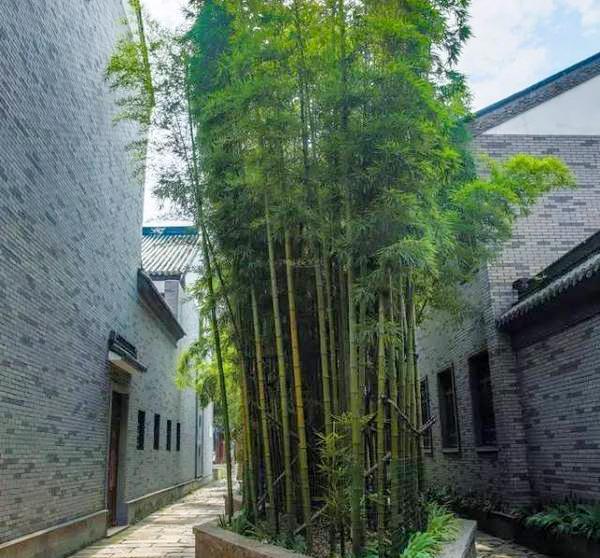 农村门前种了这六种旺财树,院子里种什么树风水好又辟邪