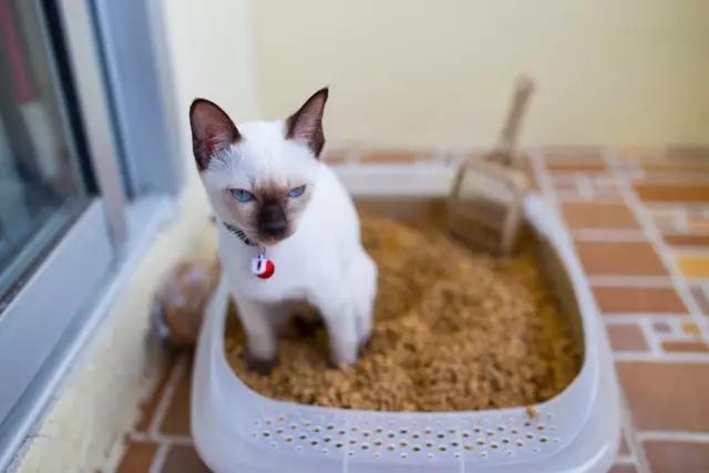 早早出家门踩到猫屎是什么预兆,在家踩到猫屎是好兆头么