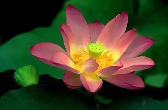 全世界各国的国花有哪些,世界各国国花有哪些