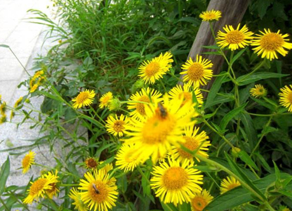 农村常见野草名称及作用,农村常见的野草及功效