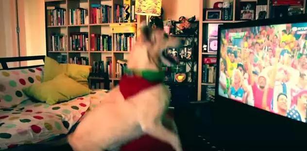 手舞足蹈萌力十足，土耳其宠物狗看球赛的夸张表现让人忍俊不禁