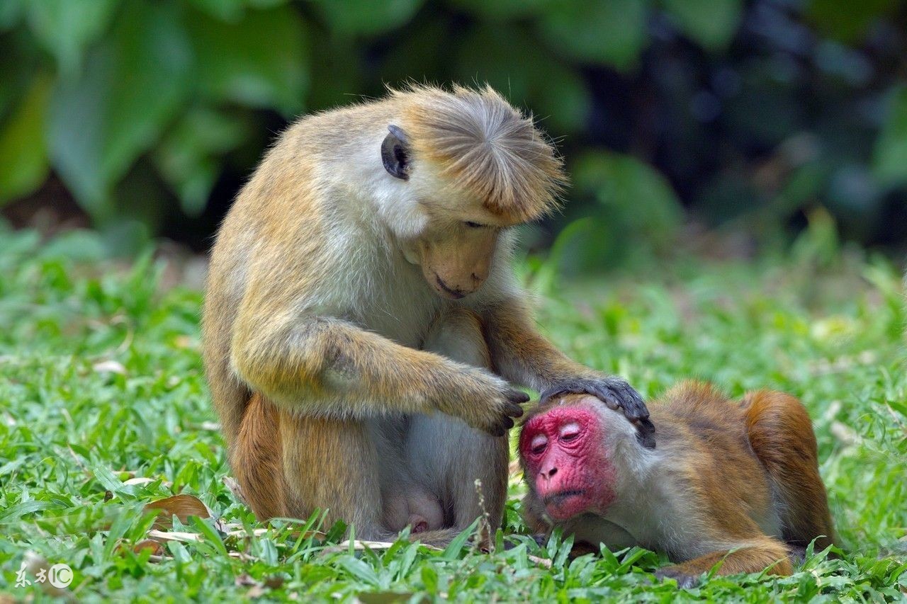 执业兽医考试分析（十三）兽医产科学2