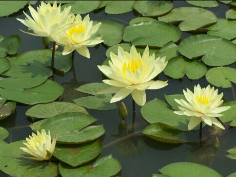 亚洲每个国家的国花是什么,世界各国国花的资料