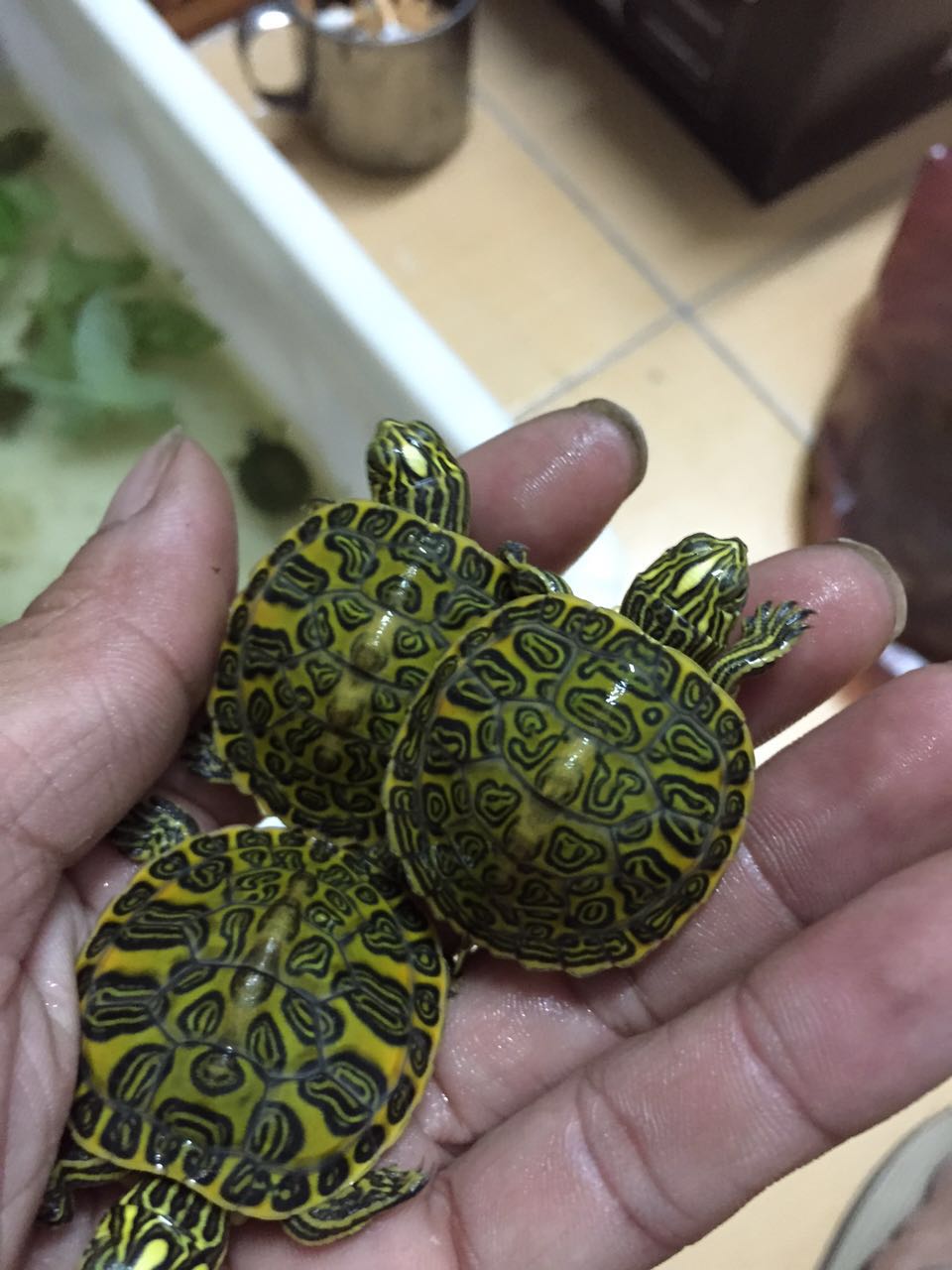 怎样的火焰龟才算精品火焰龟,火焰龟长大了真的能喷火吗