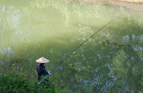 野钓桃源河钓法,自创钓法野湖