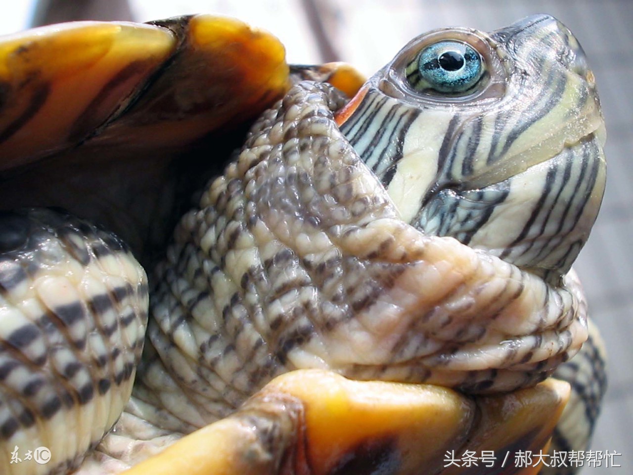 如何治乌龟的白眼病最有效,治疗小乌龟白眼病有效的方法