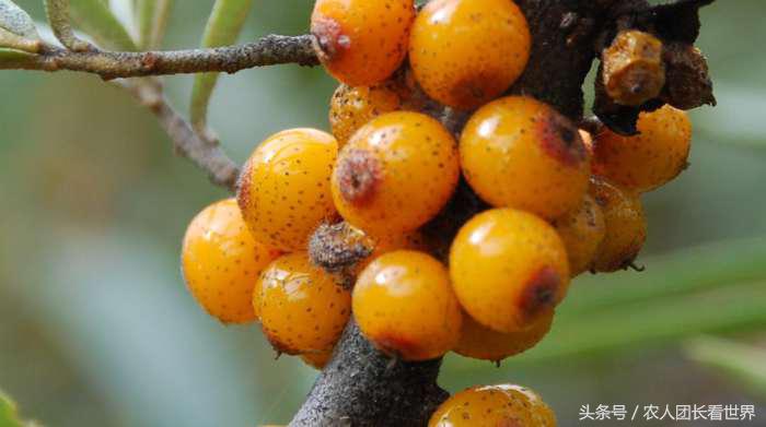 第三代水果与二代区别,第三代水果