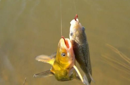 野钓桃源河钓法,自创钓法野湖