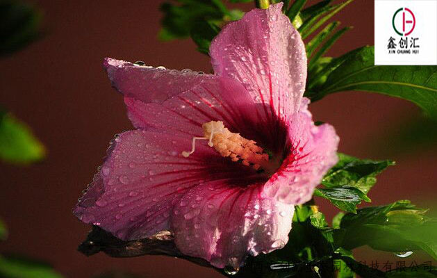 世界各国国花图片及名称集锦,盘点各国的国花你绝对不知道