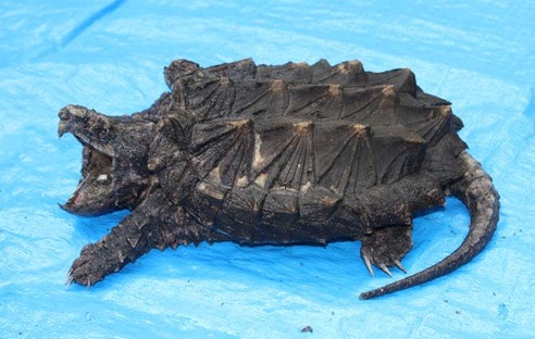 鳄龟该怎么养才养得好,鳄龟适不适合家庭养怎样养好鳄龟