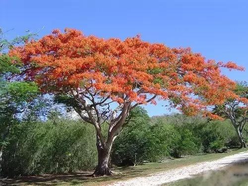 全世界各国的国花有哪些,世界各国国花有哪些