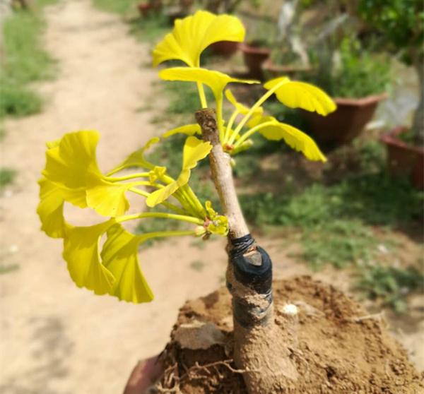 农村门前种了这六种旺财树,院子里种什么树风水好又辟邪