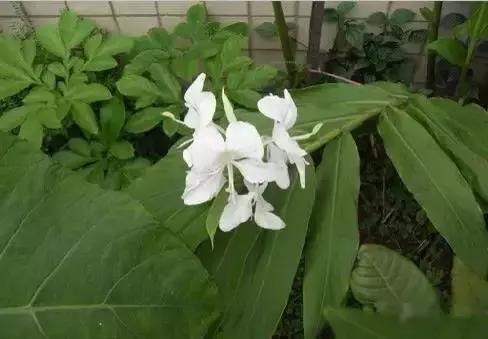 全世界各国的国花有哪些,世界各国国花有哪些