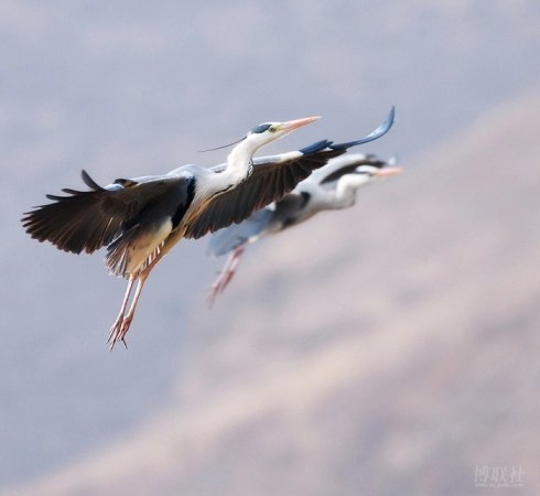闲云野鹤曲子赏析,古曲闲云野鹤