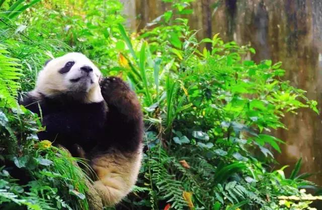 成都周边的野瀑布,成都周边超级宽大瀑布