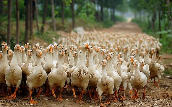 肉蛋兼用型家禽,夏季养殖家禽有哪些品种