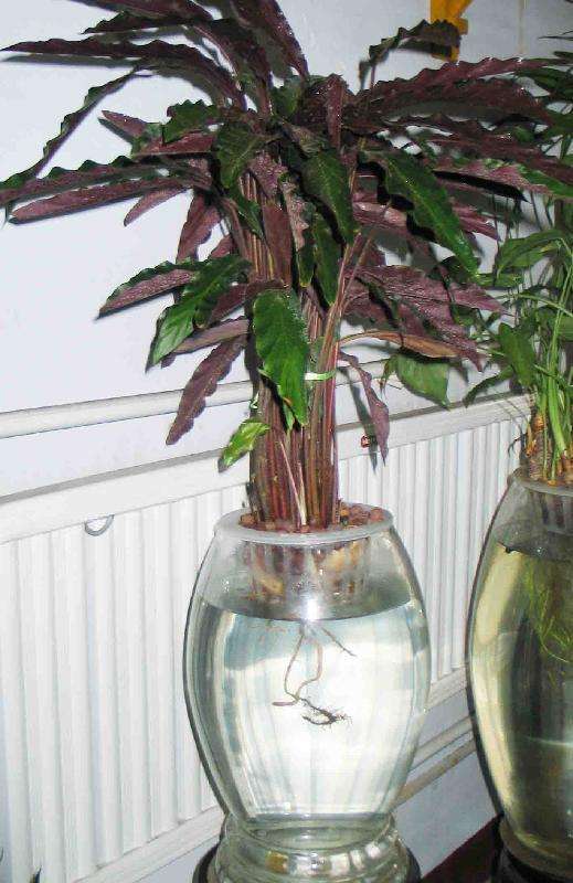 驱蚊虫蟑螂的植物有哪些,驱蟑螂可以养在家的植物