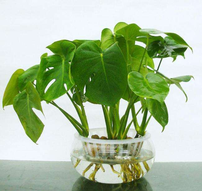 驱蚊虫蟑螂的植物有哪些,驱蟑螂可以养在家的植物