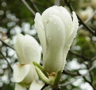 农村门前种了这六种旺财树,院子里种什么树风水好又辟邪