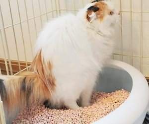 早早出家门踩到猫屎是什么预兆,在家踩到猫屎是好兆头么