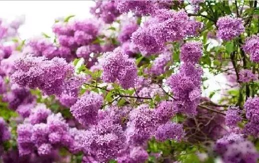 全世界各国的国花有哪些,世界各国国花有哪些