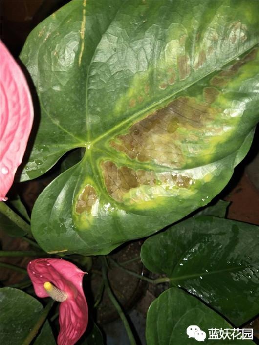 花给太阳晒伤了怎么办,被太阳晒时的花该怎么拯救回来