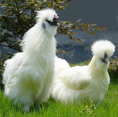 肉蛋兼用型家禽,夏季养殖家禽有哪些品种