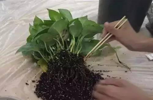 9月至12月什么花好看,9月适宜养的花