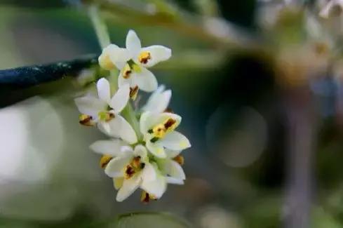 全世界各国的国花有哪些,世界各国国花有哪些