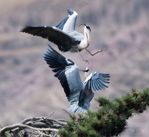 闲云野鹤曲子赏析,古曲闲云野鹤