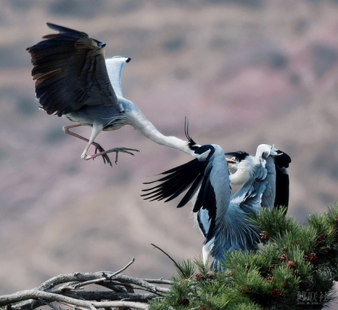 闲云野鹤曲子赏析,古曲闲云野鹤