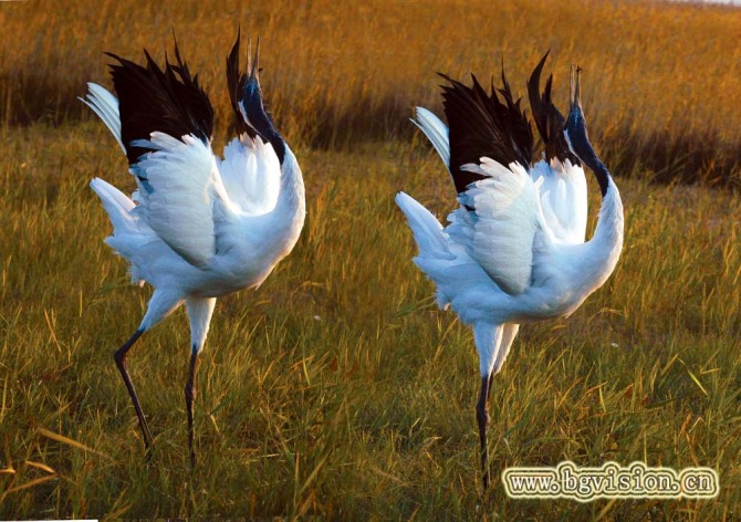 闲云野鹤曲子赏析,古曲闲云野鹤