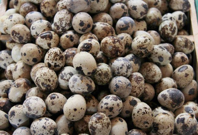 肉蛋兼用型家禽,夏季养殖家禽有哪些品种