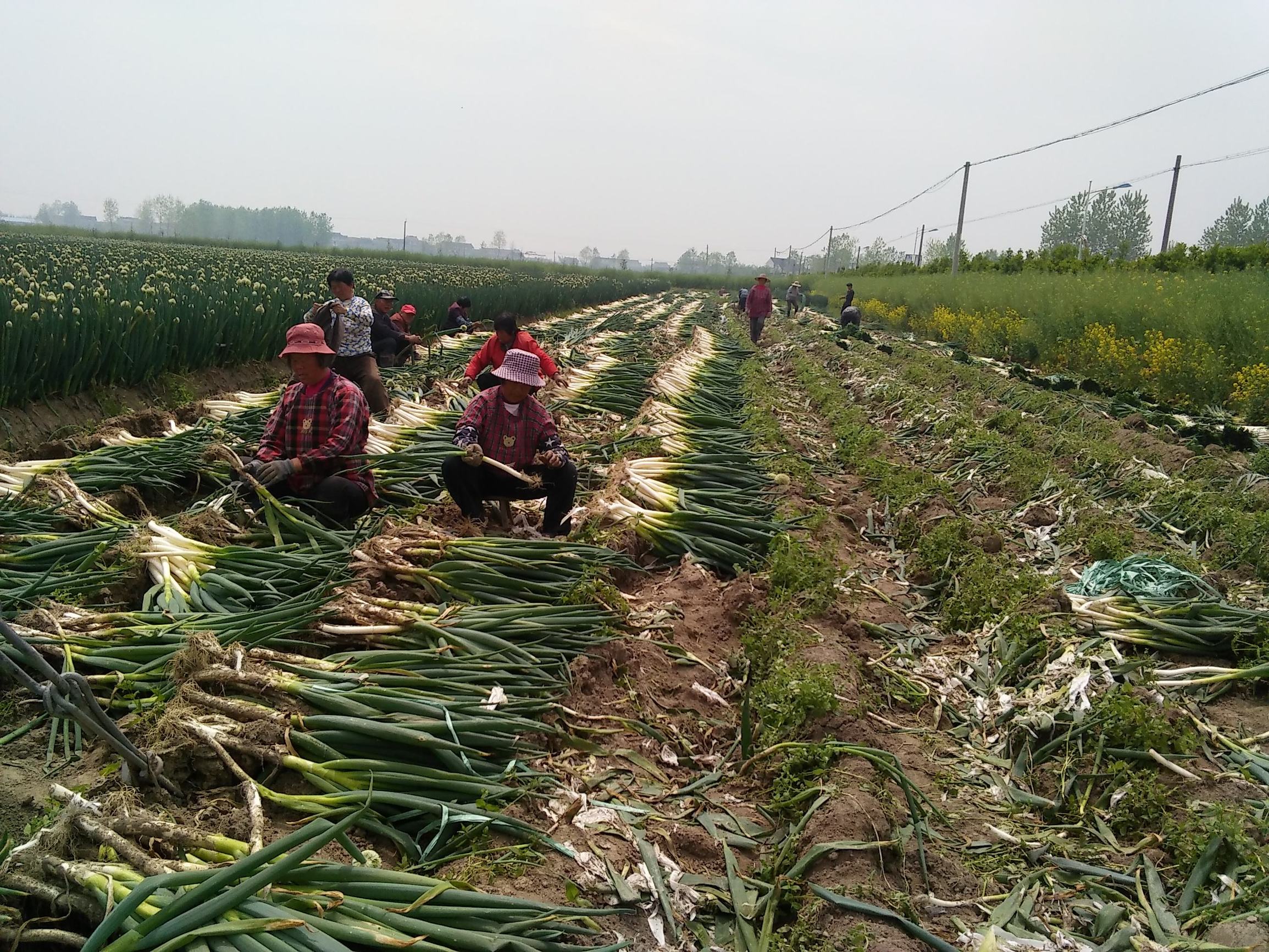 山东大葱毒死羊的事是真的假的,山东大葱毒死羊的事件是真的吗