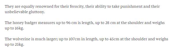 动物世界平头哥狼獾高清,狼獾和平头哥搏斗视频
