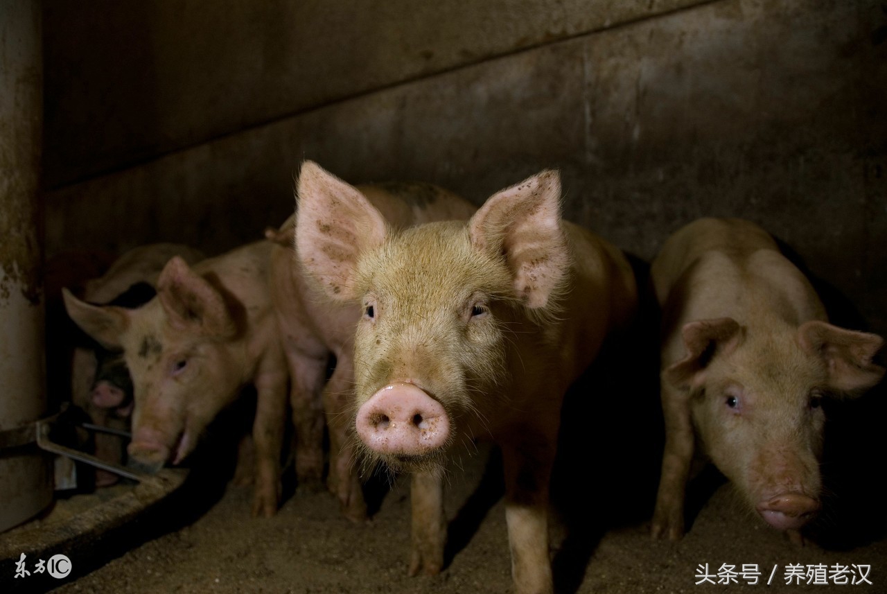 猪场聚维酮碘消毒,猪场配制聚维酮碘溶液可以洗手吗