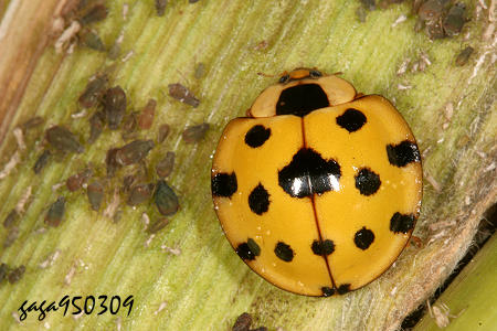 哪些瓢虫是益虫哪些瓢虫是害虫,瓢虫是害虫还是益虫怎么区分